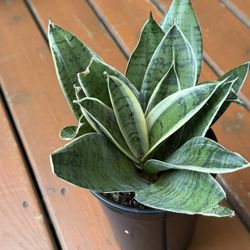 Moonshine Snake Plant