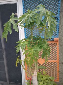 Papaya tree