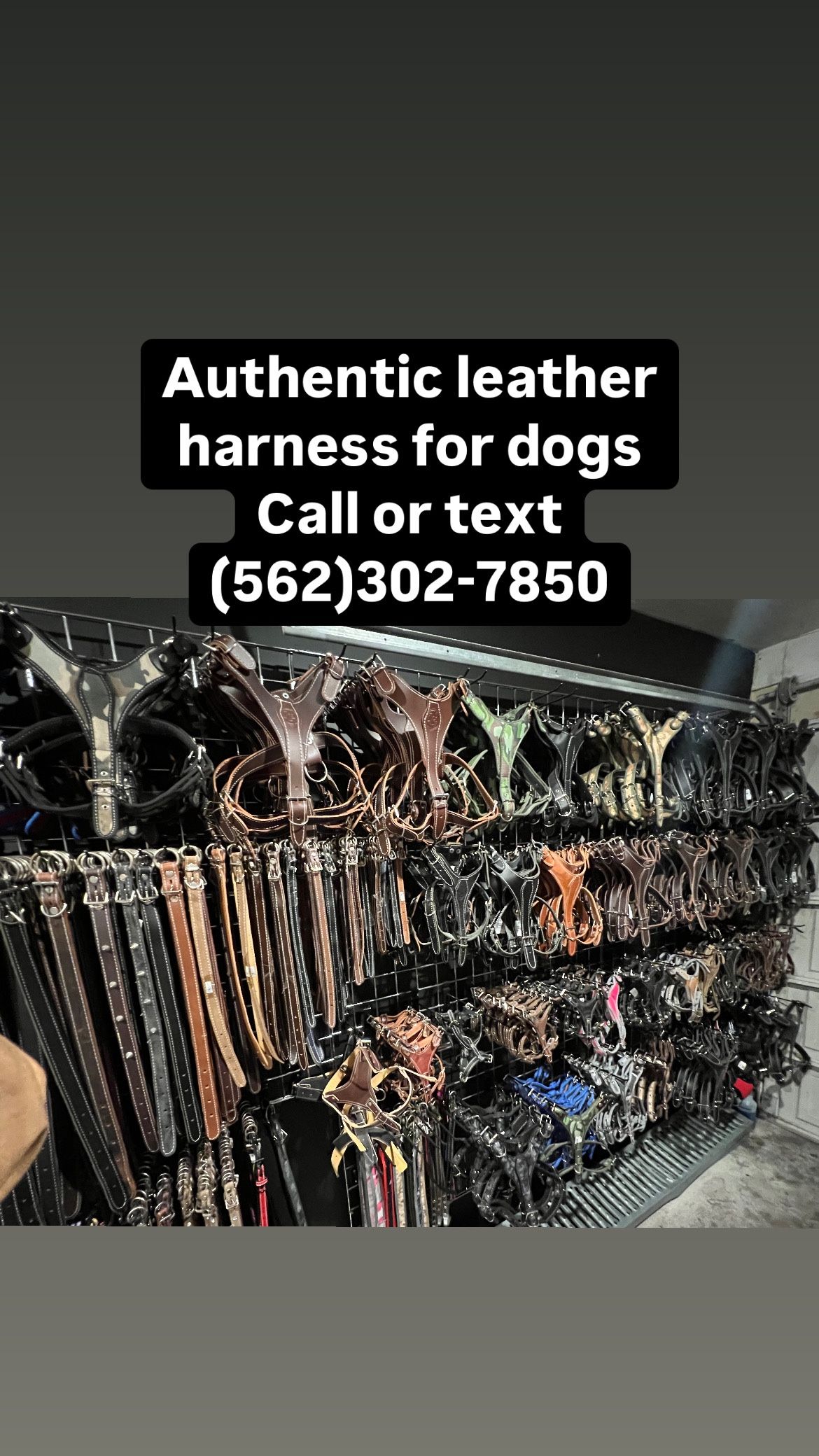 Dog Harness Collars And Leashes