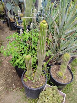 Golden torch cactus plant double