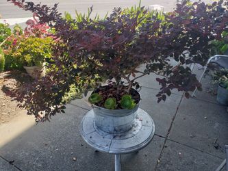 Plant For Sale