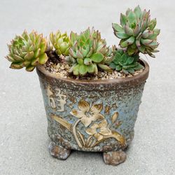 Succulents plants 🪴 