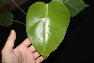 Monstera Deliciosa – Established Plant with New Growth 🌿