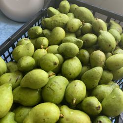 Mango Verde Tierno Criollo Y Maduro $8 Por Libra Solo Hoy