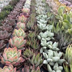 2” Mini Succulents Asst