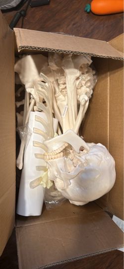 Life size skeleton