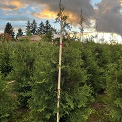 Thuja Green Giant 6-7ft