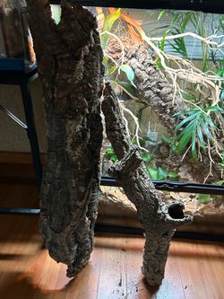 Reptile cork bark