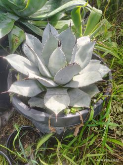 Artichoke agave plant