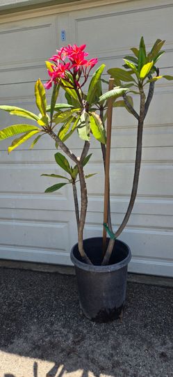 Beautiful Plumeria