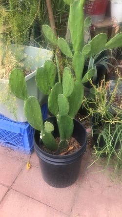 Cactus plant planta de Nopal