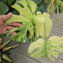  Exotic Variegated Monstera Philodendron. Bulbasaur 