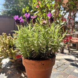 Spanish Lavender Plant 