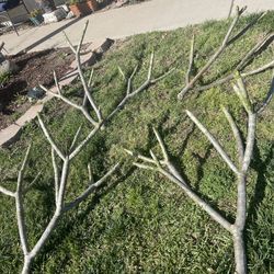 Large Plumeria Branches For Sale $20 Each