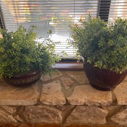 Artificial Plants