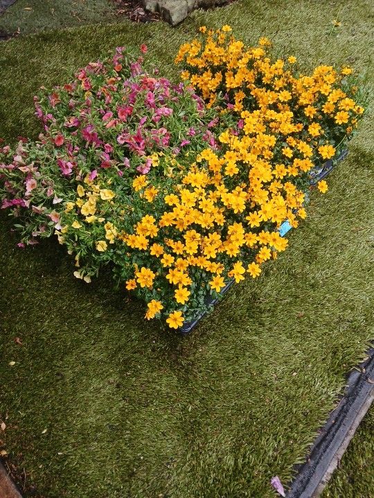 Flowers