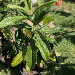 Loquat Tree