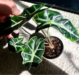 Alocasia Amazonica