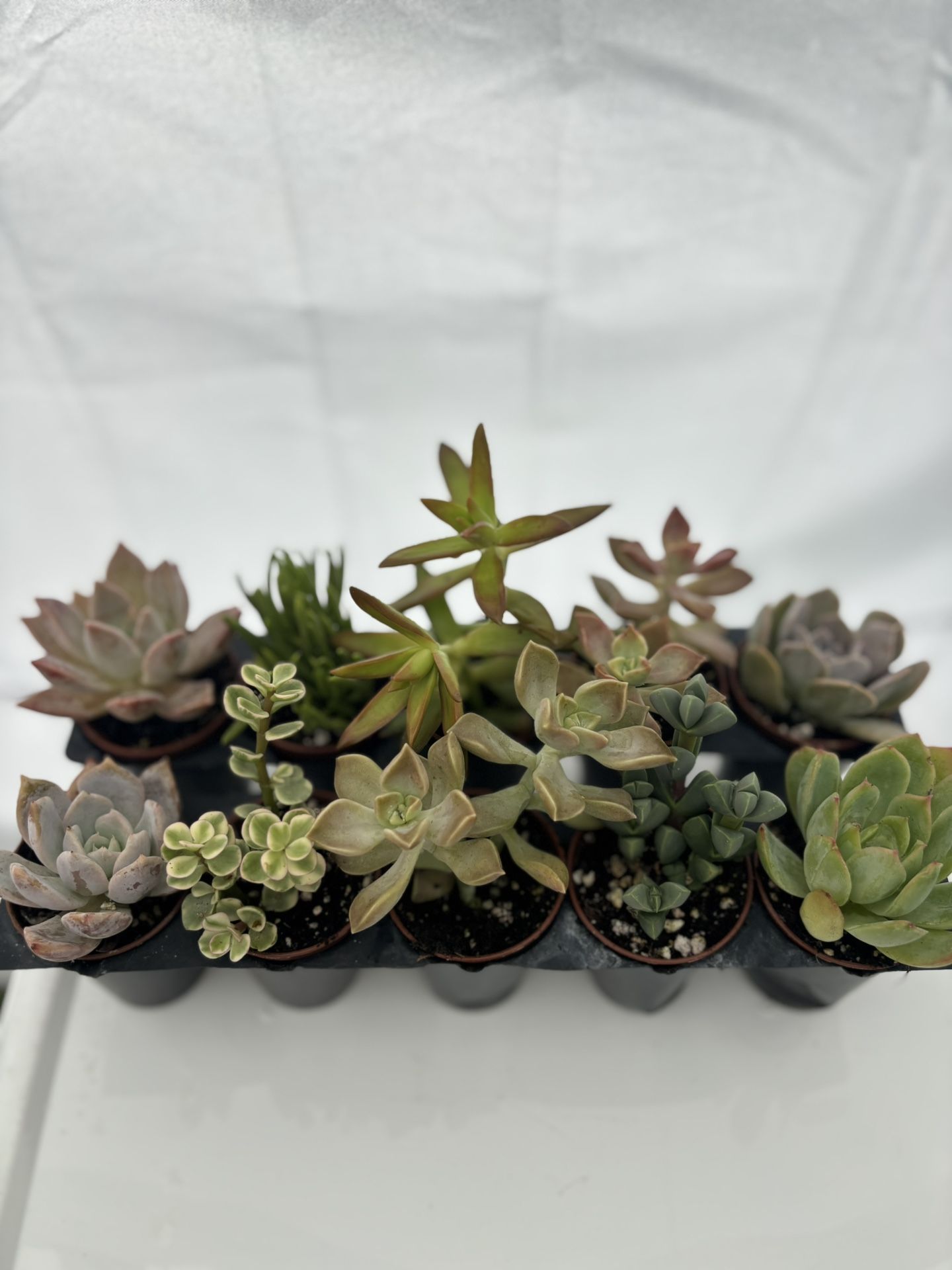 2” Mini Succulents Asst 5pcs Bundle