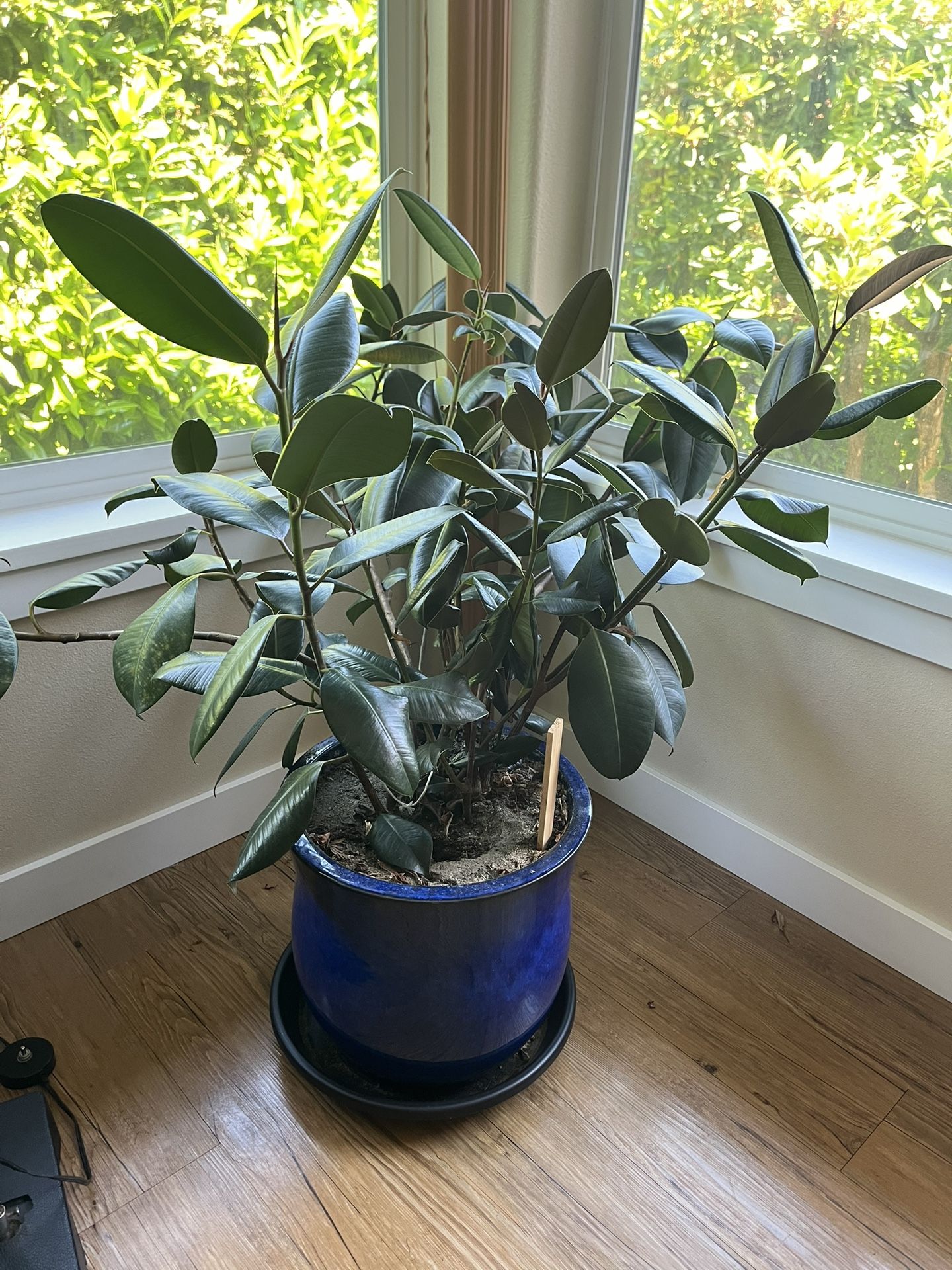 Rubber Fig Plant With Blue Pot