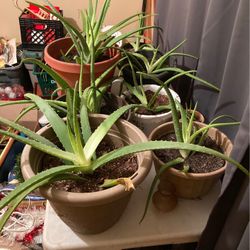 Alvino plants for sale $10-$15