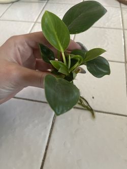 Philodendron Birkin 