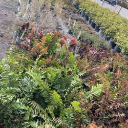 Cold Weather Survivors – All Plants $3.50 Each!