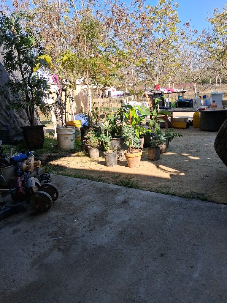 Plants For Sell Avocado 🥑 Ect