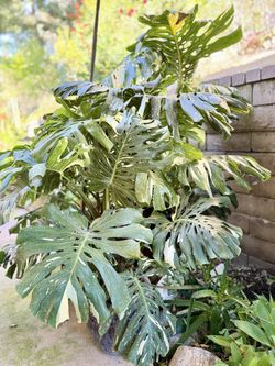 Variegated Monstera Thai Constellation Very Large 63” Tall