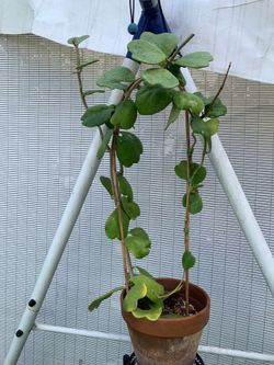 Large Hoya Kerrii
