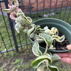 Variegated Hoya Plant/ Hindu Rope / Hoya Compacta