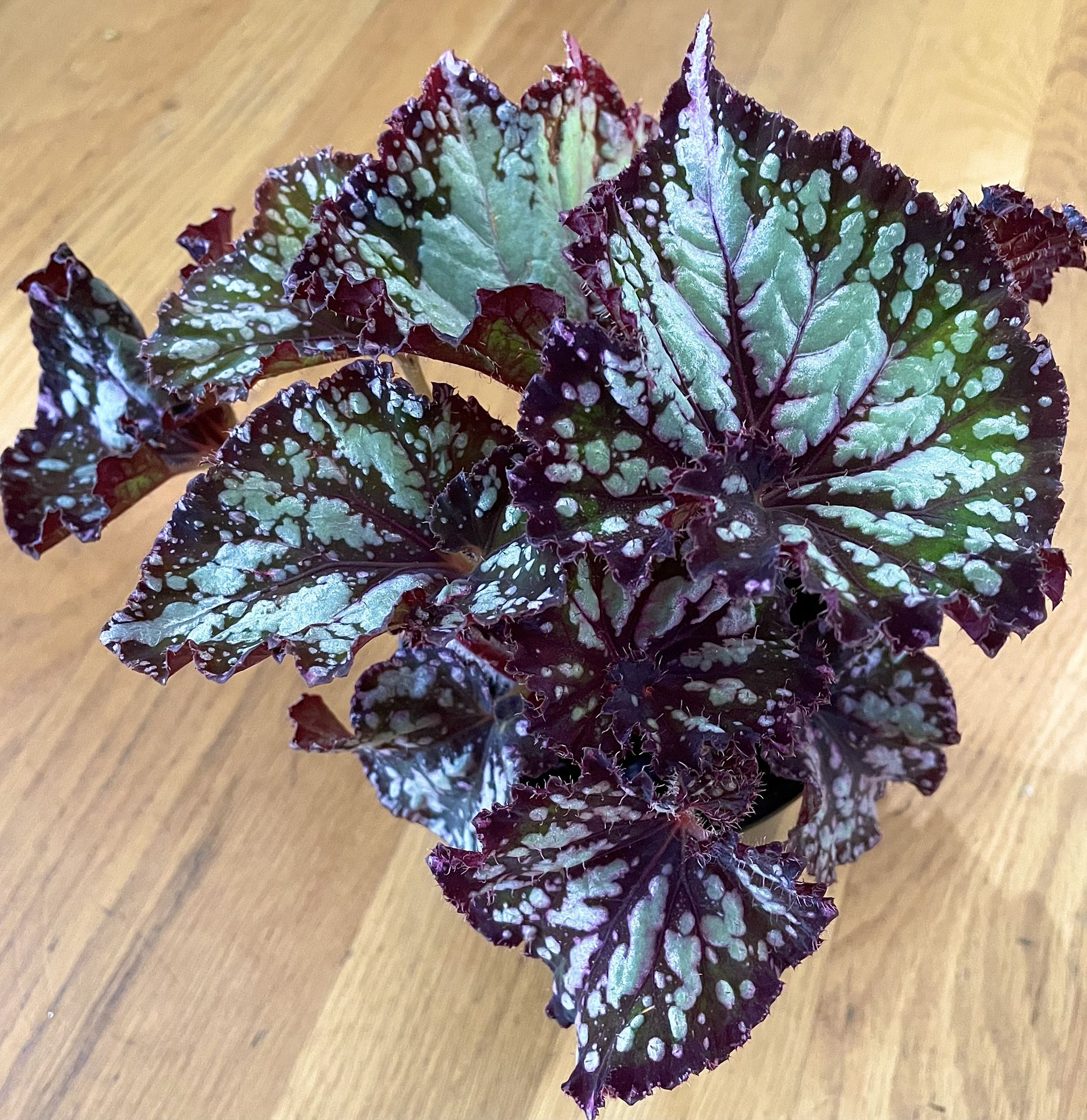 Curly Chocolate Begonia Plant / Free Delivery Available 