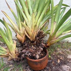 Massive clump of seven Bromeliads plants in a 14 inch clay pot already cleaned up.