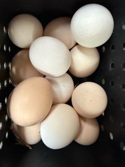 Farm fresh eggs