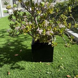 Jade Succulent In Planter 