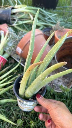 Aloevera plants
