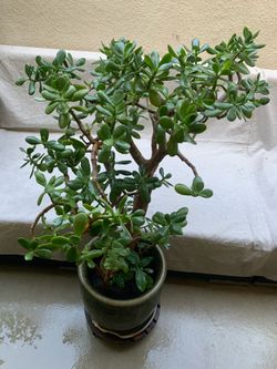Jade Plant In Ceramic Planter 🪴