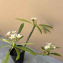 Blooming Plumeria