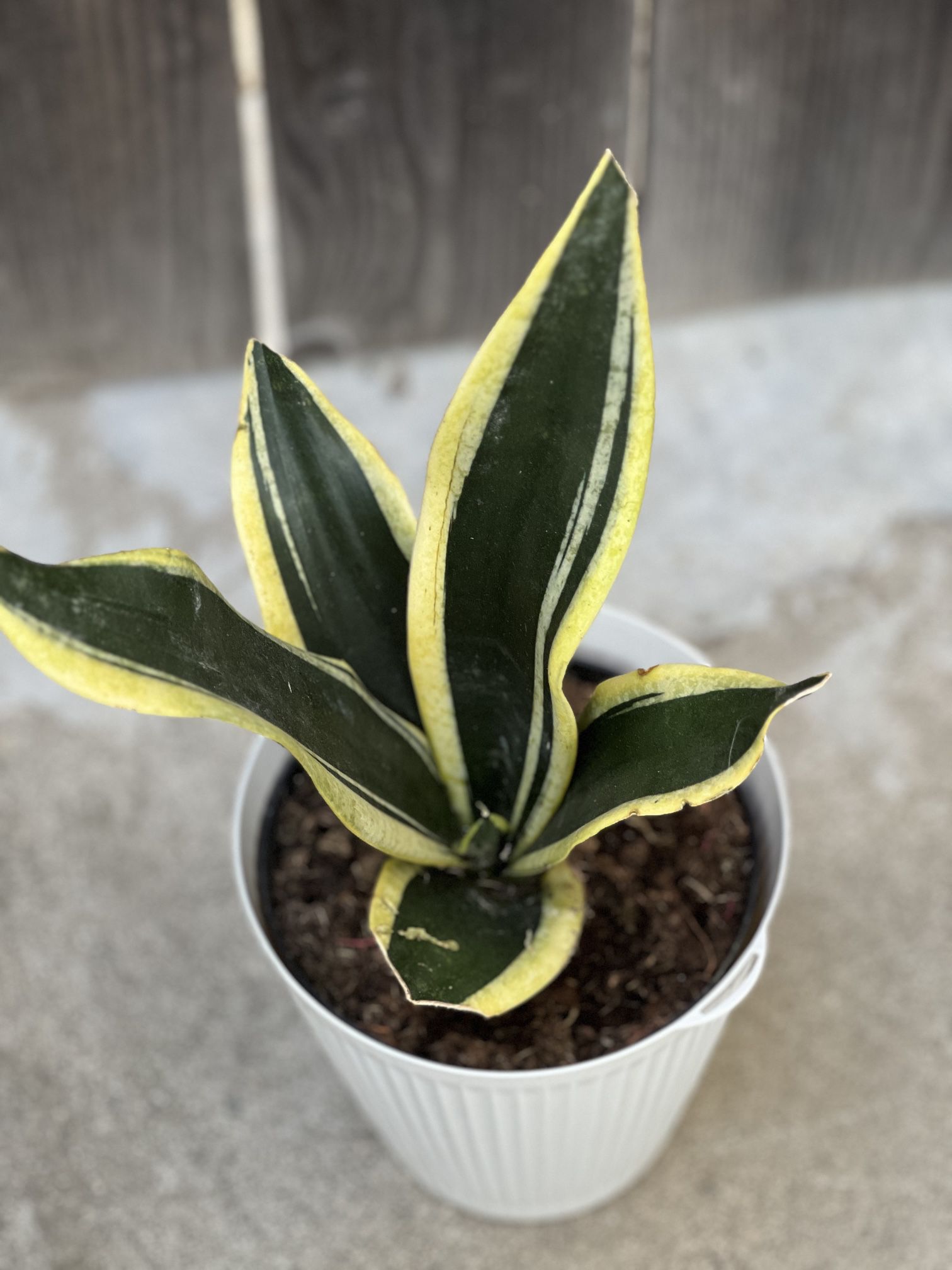 Snake Plant Sansevieria Golden Yellow and Green House Plant in Decorative White Pot  Cash only
