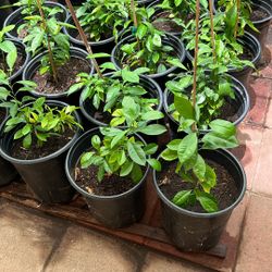 Calamansi Plants 5gal. $25