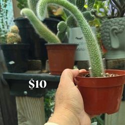 Monkey Tail Cactus 🌵 