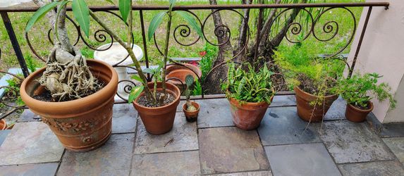 Plant pots and baskets