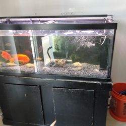 75 Gallon Aquarium Setup 