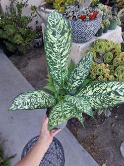 Dieffenbachia White BLIZZARD Plant $30
