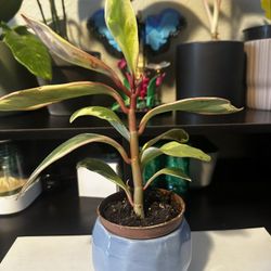 Adolescent Peperomia