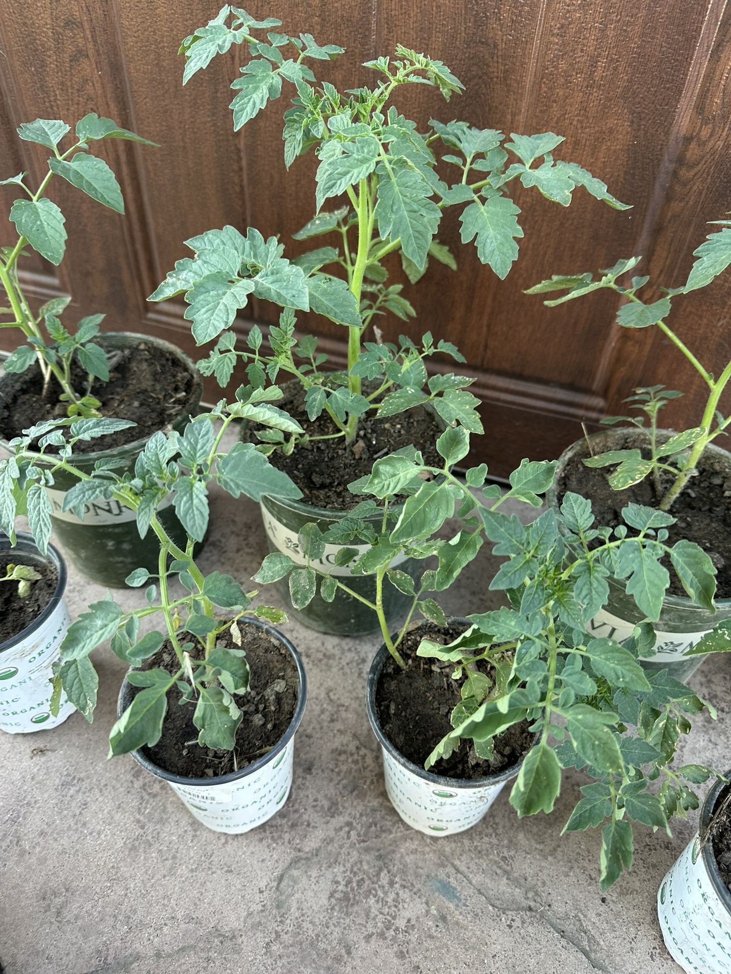 Organic Cherry Tomato Plants $3