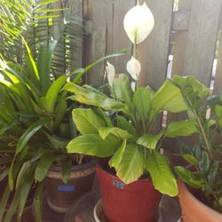 3 Piece Lily in Glazed pot  $35.