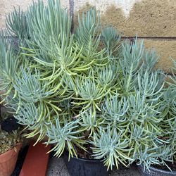 Senecio vitalis | Blue Chalk Fingers