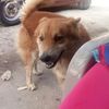 Douglas