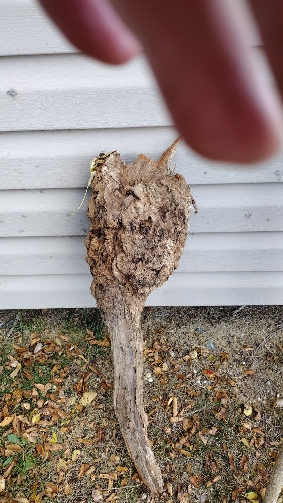 Burl Ball